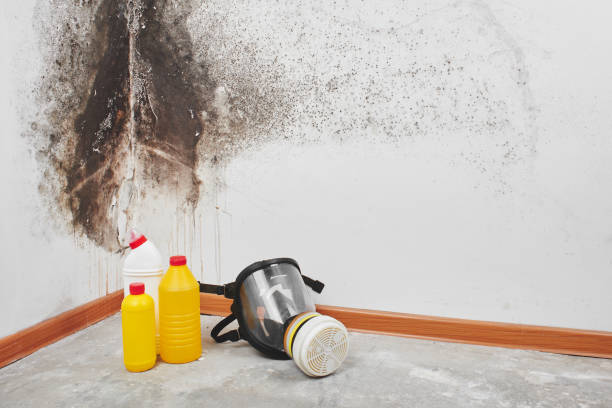 Best Emergency Mold Remediation in Picnic Point, WA