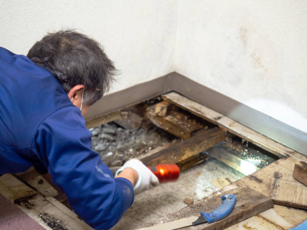 Best Commercial Mold Remediation in Picnic Point, WA