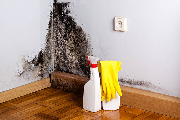 Best Kitchen Mold Remediation in Picnic Point, WA